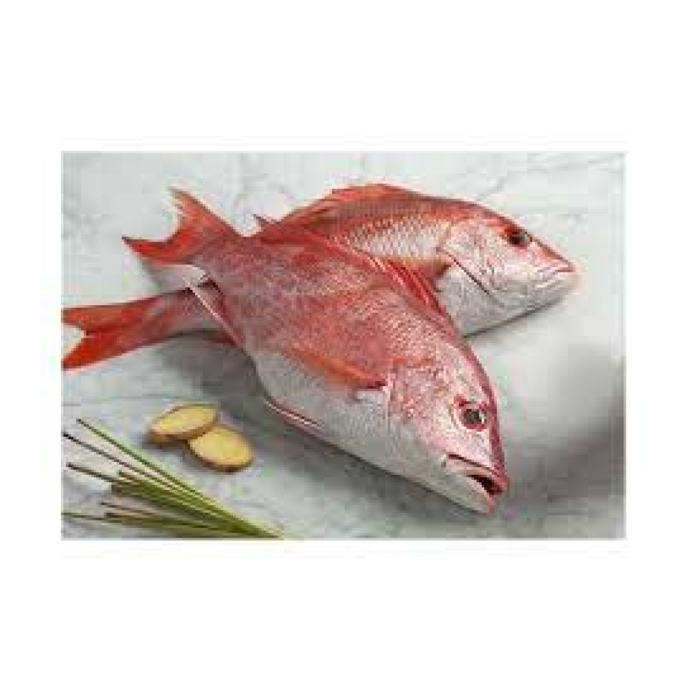 RED SNAPPER MARINATED DOHA KG