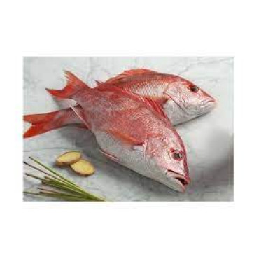 RED SNAPPER MARINATED DOHA KG
