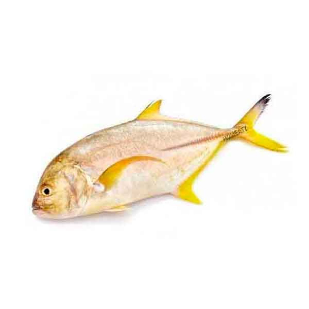 FRESH MALABAR TREVALLY FISH - 1KG PKT