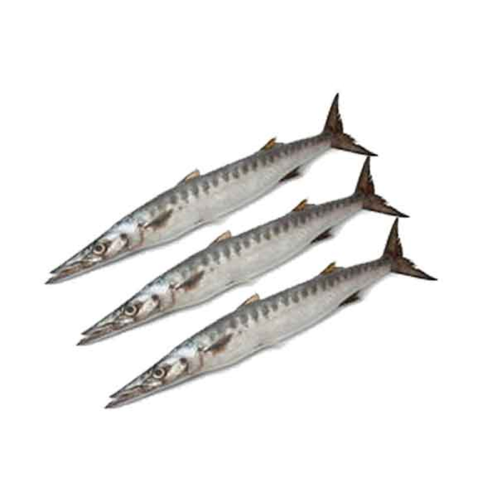 FRESH BARRACUDA FISH - 1KG PKT