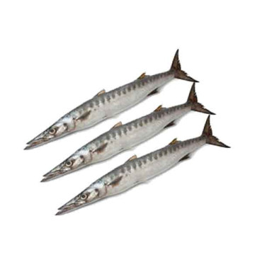 FRESH BARRACUDA FISH - 1KG PKT